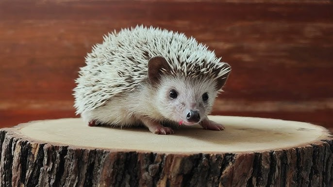 Ježko bielobruchý (Atelerix Albiventris)