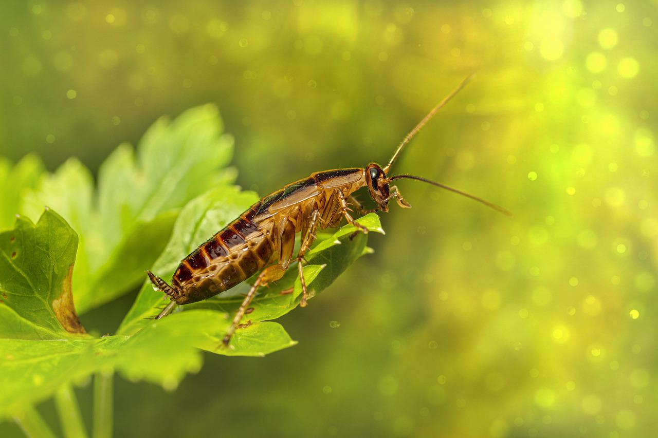 14. zaujímavých faktov o šváboch