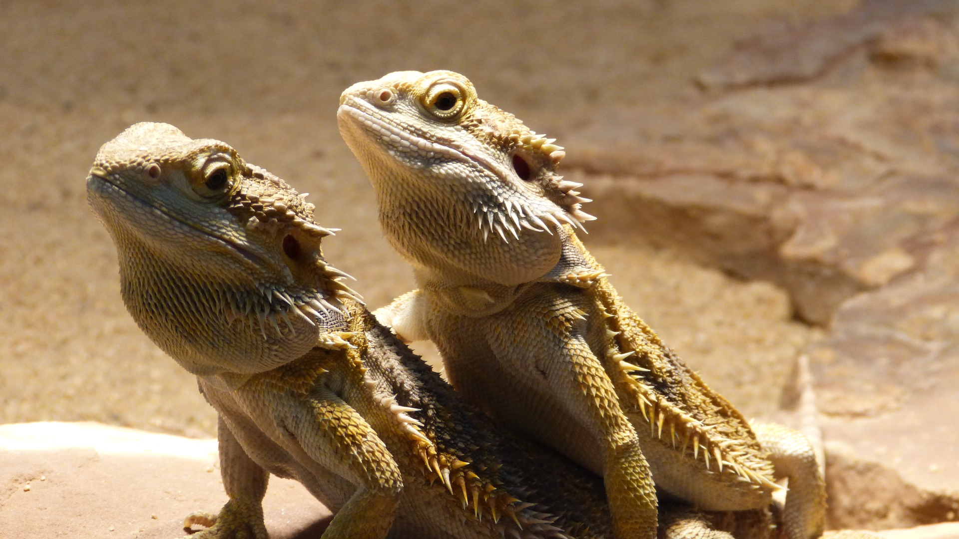 Agama bradatá (Pogona vitticeps)